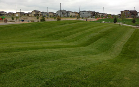 Commercial Sod Delivery Fort Collins Colorado