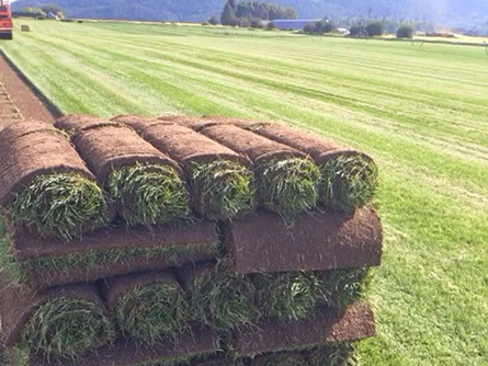 Sod Delivery 